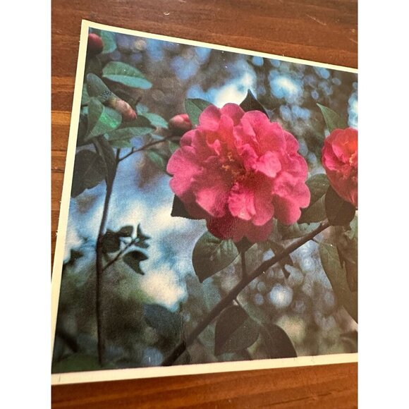 Vintage Butterfly Wings Camellia Postcard – Descanso Gardens, La Cañada Flintrid - Picture 2 of 10